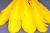 Декоративный Пучок из перьев, перо 23см/желтый - купить в Калуге. Цена: 12.19 руб.