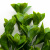 Трава искусственная -1, шт (эвкалипт лист 32 см/8 см)				 - купить в Калуге. Цена: 169.93 руб.