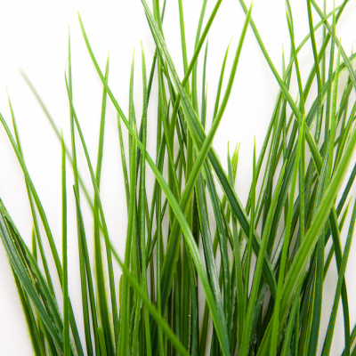 Трава искусственная -4, шт  (осока 50 см/8 см  7 листов)				 - купить в Калуге. Цена: 130.73 руб.